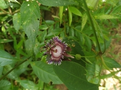 Passiflora glaucescens