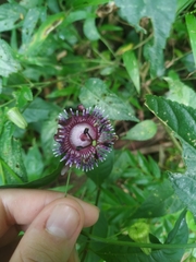 Passiflora glaucescens