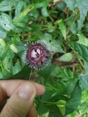 Passiflora glaucescens