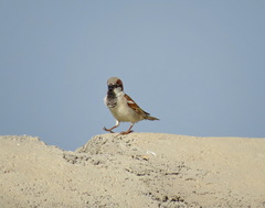 Passer domesticus