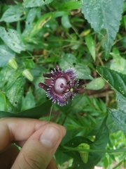 Passiflora glaucescens