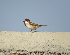 Passer domesticus