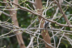 Aegithalos caudatus