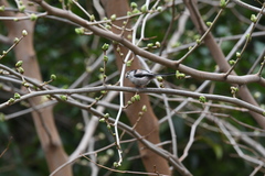 Aegithalos caudatus