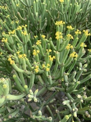 Euphorbia aphylla