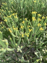 Euphorbia aphylla
