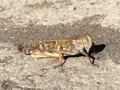 Locusta migratoria