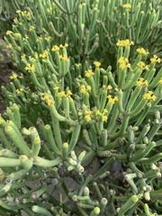 Euphorbia aphylla