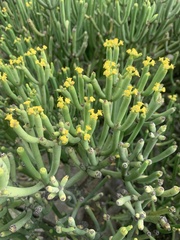 Euphorbia aphylla