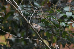 Fringilla coelebs