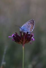 Plebejus argus