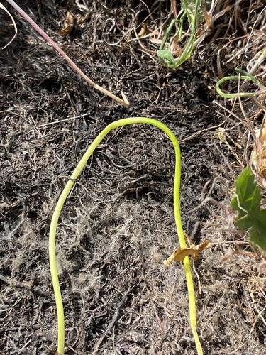 iNaturalist observation photo of Brush-legged Spiders