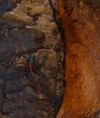 Platysaurus attenboroughi