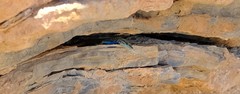 Platysaurus attenboroughi