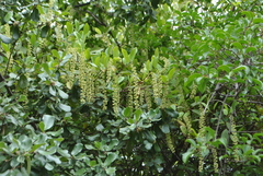 Itea yunnanensis