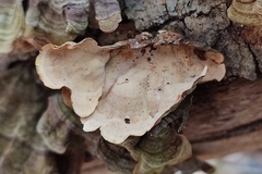 Stereum insignitum