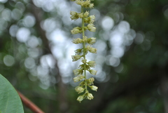Itea yunnanensis