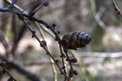 Larix decidua