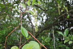 Itea yunnanensis