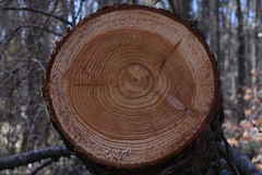 Larix decidua