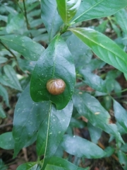 Simpulopsis