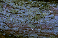 Larix decidua