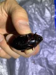 Megadytes lhermineri