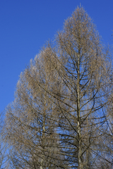 Larix decidua