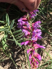 Astragalus bisulcatus