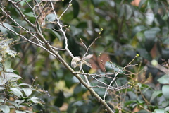 Phylloscopus collybita