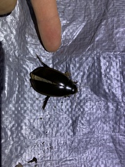 Megadytes lhermineri