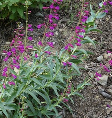 Penstemon × parishii