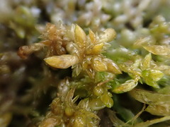 Sphagnum platyphyllum