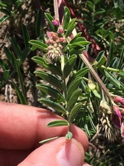 Astragalus bisulcatus