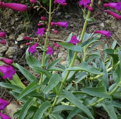Penstemon × parishii