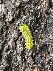 Scopelodes contracta