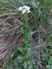 Arabis planisiliqua