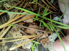 Castianeira descripta