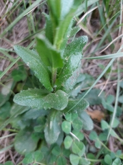Arabis planisiliqua