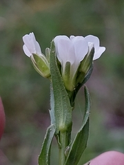 Arabis planisiliqua