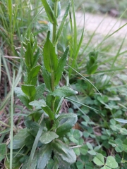 Arabis planisiliqua