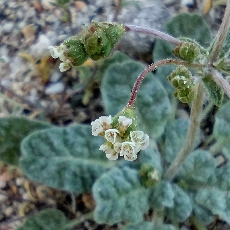 Eriogonum thurberi