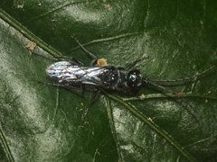 Trirogma caerulea