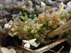 Sphagnum platyphyllum