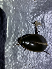 Megadytes lhermineri