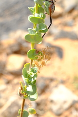 Tetraena prismatocarpa