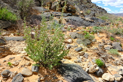 Tetraena prismatocarpa