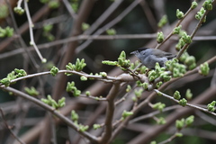 Sylvia atricapilla