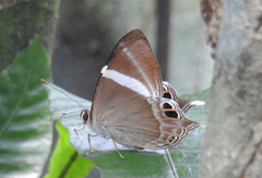 Abisara neophron