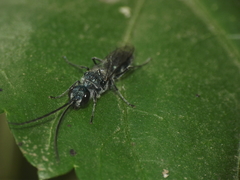 Trirogma caerulea